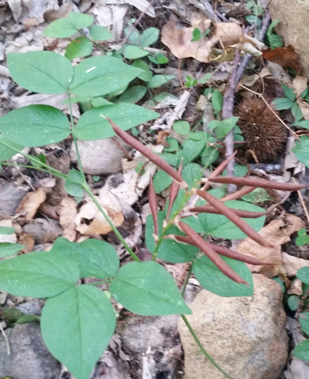 Baccelli di Lathyrus venetus